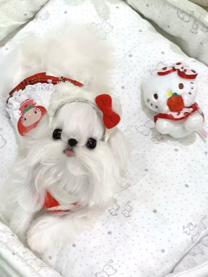 【予約商品】わんちゃんヘアバン