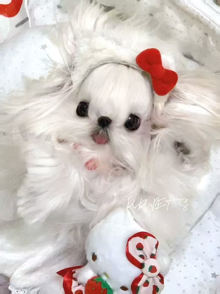 【予約商品】わんちゃんヘアバン